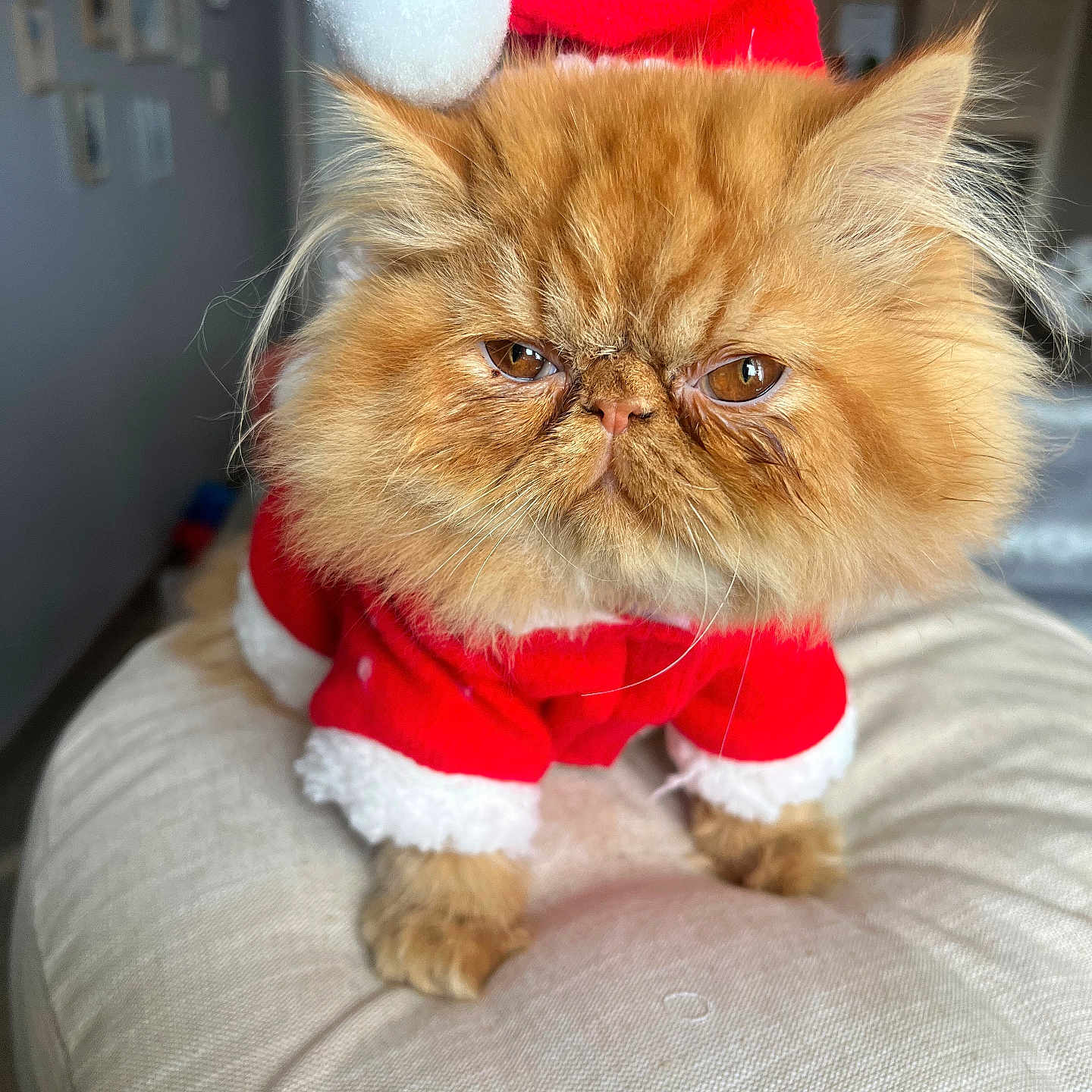 Ace participe au concours pour gagner de l'argent avec cette photo : cat, orange_cat, fluffy, santa_hat, santa_outfit, pet, cute, holiday, christmas, costume, indoor, cushion, feline, fur, whiskers, closeup, adorable, festive, animal, portrait