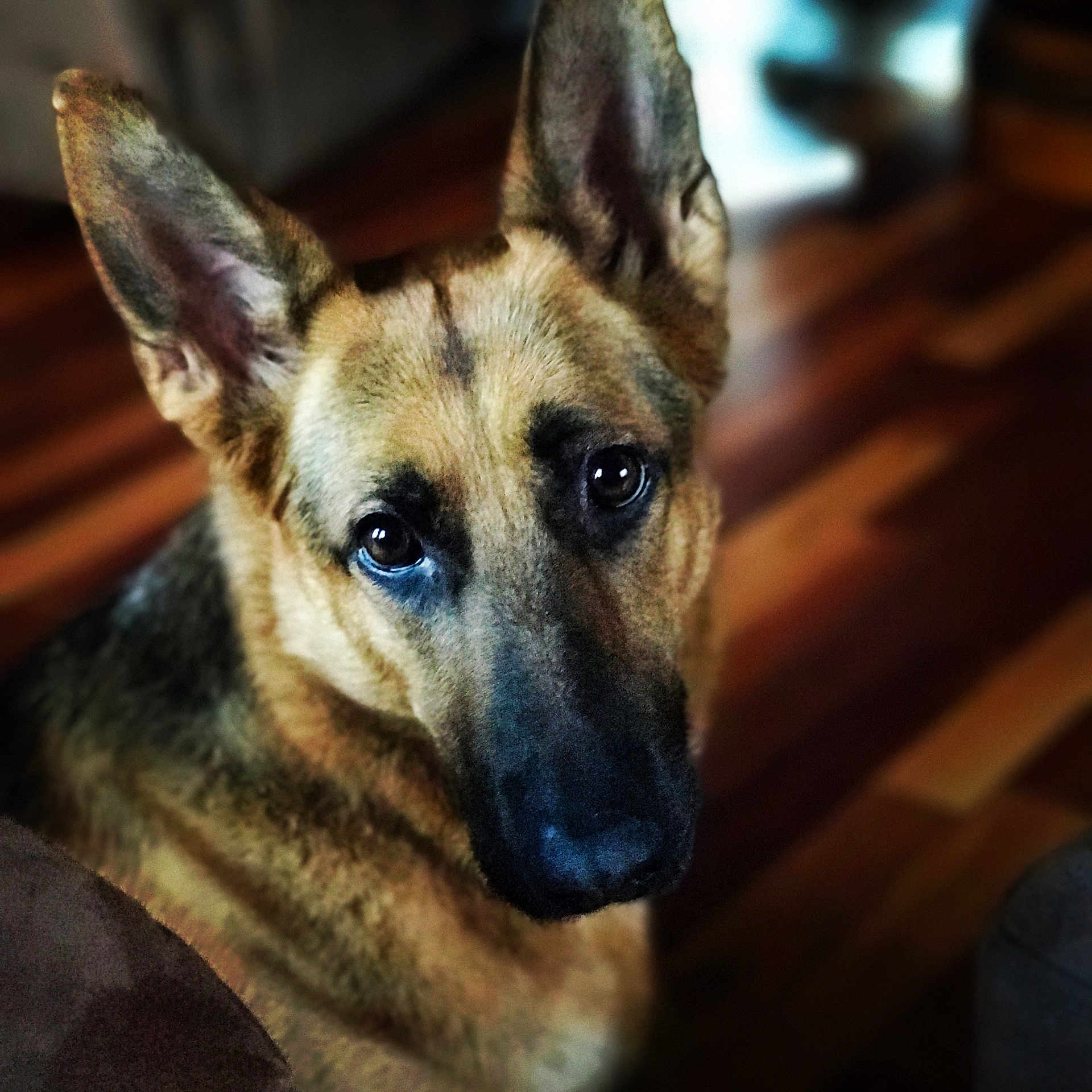Chloe joined the competition — help win amazing prizes! animal, black_fur, blurred_background, brown_fur, canine, close_up, companion, dog, domestic, ears, eyes, focused, german_shepherd, indoor, looking, mammal, pet, portrait, snout, wooden_floor