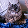 Captain Meow Meow is registered to the contest to win money with this photo: animal, blanket, blue_blanket, cat, closeup, cozy, curious, cute, domestic_cat, eyes, fluffy, fur, indoor, mammal, pet, relaxed, resting, soft, tabby, whiskers