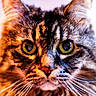 Captain Meow Meow joined the competition — help win amazing prizes! animal, cat, close_up, colorful, cute, domestic_animal, face, feline, fluffy, fur, green_eyes, indoor, looking_at_camera, mammal, pet, portrait, sharp_focus, soft_light, tabby_cat, whiskers