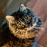 animal, cat, close_up, cozy, curious, cute, domestic_animal, feline, fluffy, fur, green_eyes, indoor, looking_up, mammal, pet, portrait, soft_light, tabby, whiskers, whiskers_visible