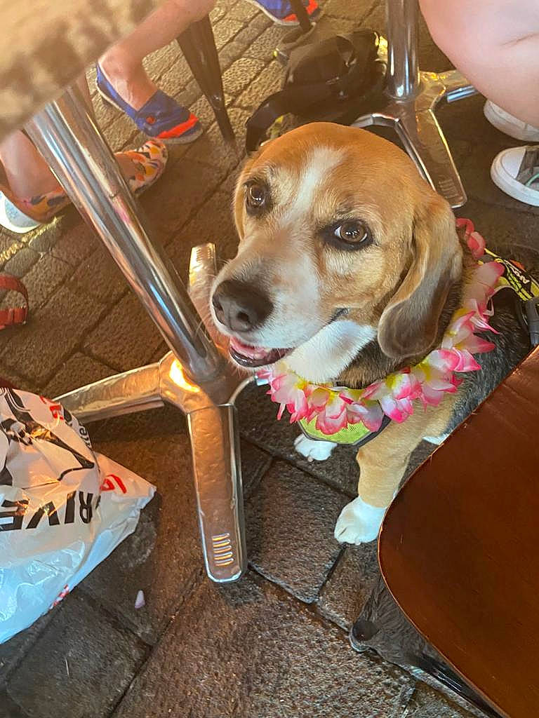 Iska a rejoint le concours — aidez-le/la à gagner de superbes lots ! adventure, canidae, carnivore, chair, collar, companion_dog, dog, dog_breed, dog_collar, dog_supply, fashion_accessory, fawn, handwriting, leash, pet_supply, scent_hound, snout, wood, working_animal