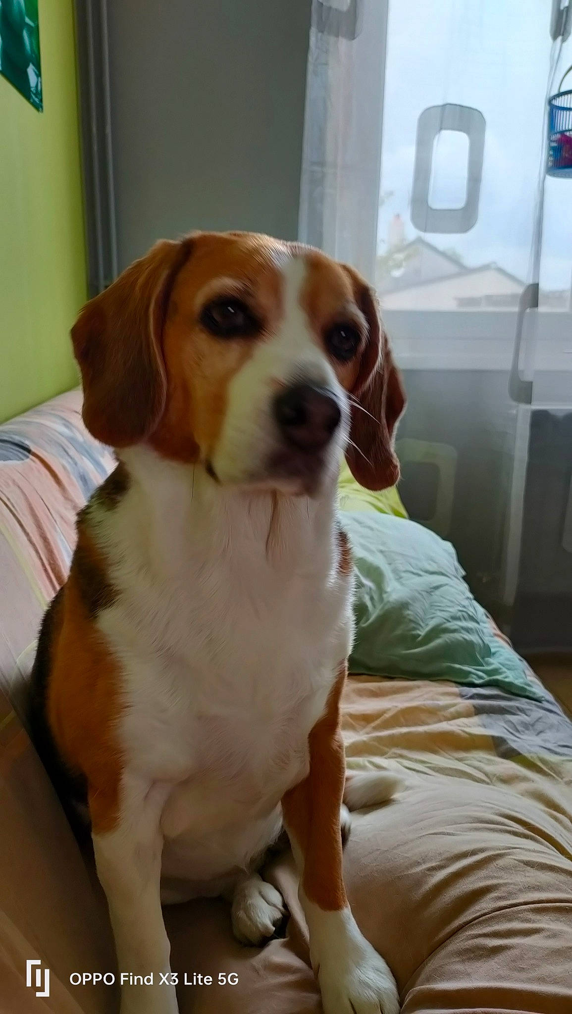 Iska participe au concours pour gagner de l'argent avec cette photo : canidae, carnivore, companion_dog, dog, dog_breed, door, fawn, hound, hunting_dog, liver, snout, sporting_group, toy, working_animal