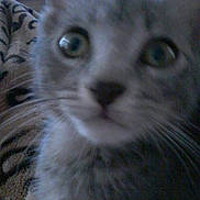 Minouche a rejoint le concours — aidez-le/la à gagner de superbes lots ! kitten, cat, close_up, blurry, face, whiskers, fur, indoor, curious, pet, animal, eyes, nose, young, feline, blur, background, soft, close, portrait