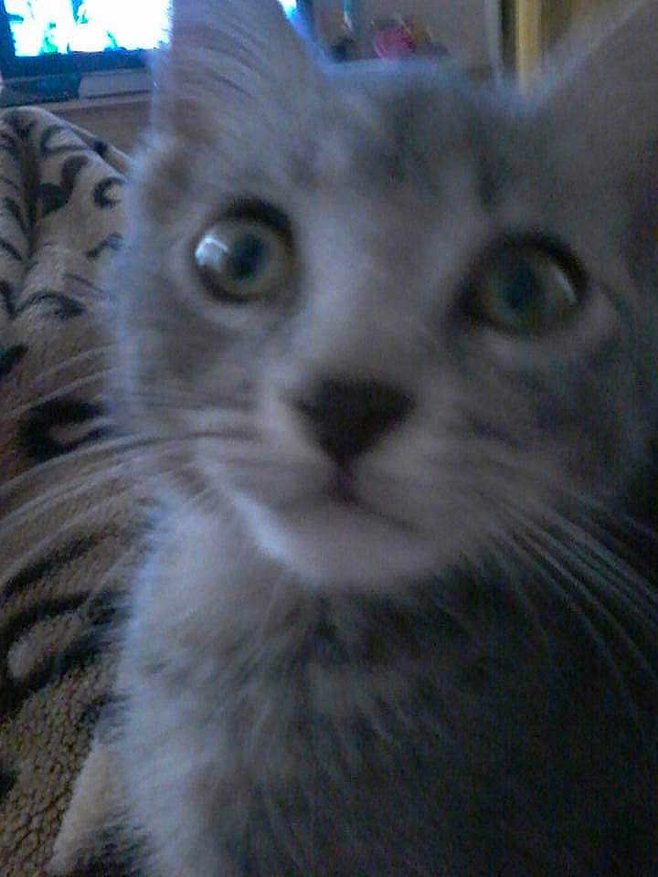 Minouche a rejoint le concours — aidez-le/la à gagner de superbes lots ! kitten, cat, close_up, blurry, face, whiskers, fur, indoor, curious, pet, animal, eyes, nose, young, feline, blur, background, soft, close, portrait