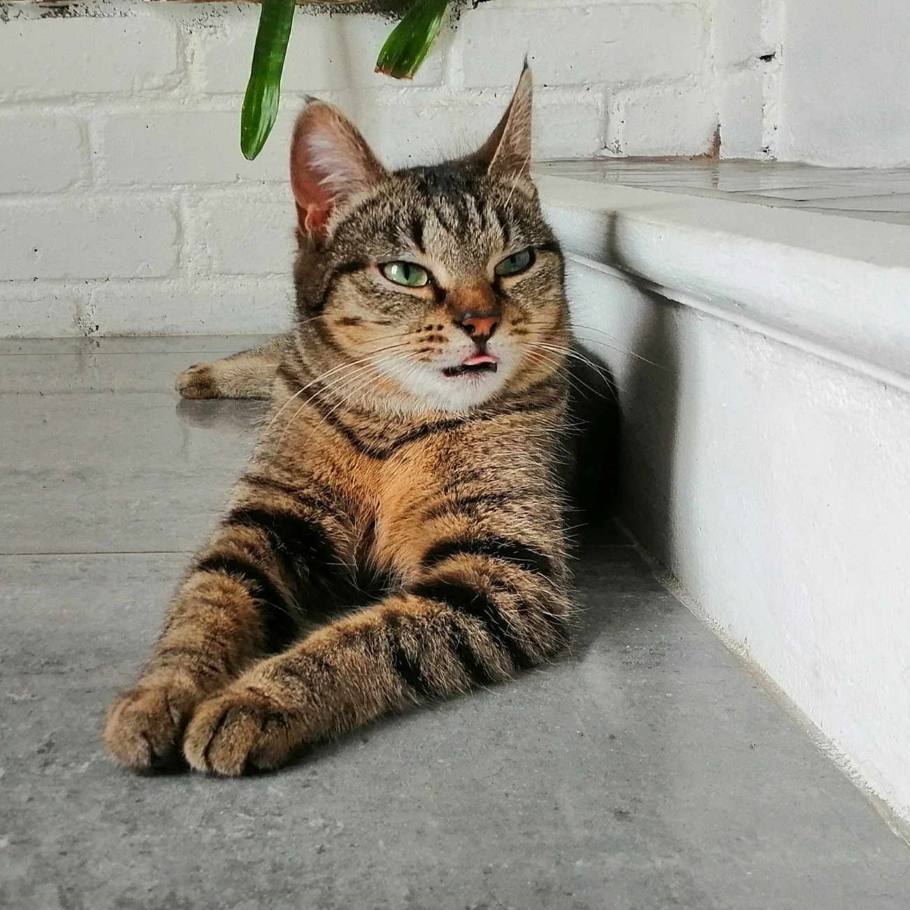 Nala participe au concours pour gagner de l'argent avec cette photo : animal, cat, closeup, cute, feline, floor, green_eyes, indoor, pet, plant_leaf, relaxed, resting, step, striped, tabby, tile, tongue_out, whiskers, white_wall, young_cat