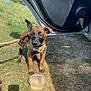 puppy, dog, grass, leash, harness, car_door, outdoor, sunlight, water_container, animal, pet, brown_coat, black_face, canine, young_dog, shadow, nature, daytime, open_car, curious