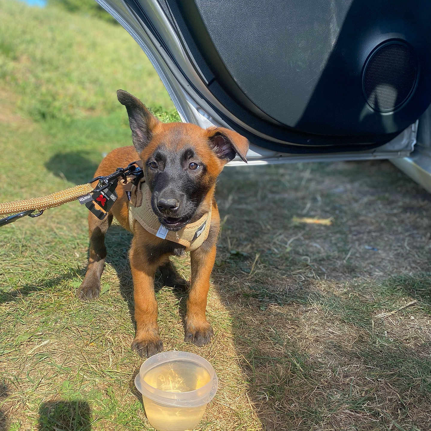 Minie participe au concours pour gagner de l'argent avec cette photo : animal, black_face, brown_coat, canine, car_door, curious, daytime, dog, grass, harness, leash, nature, open_car, outdoor, pet, puppy, shadow, sunlight, water_container, young_dog