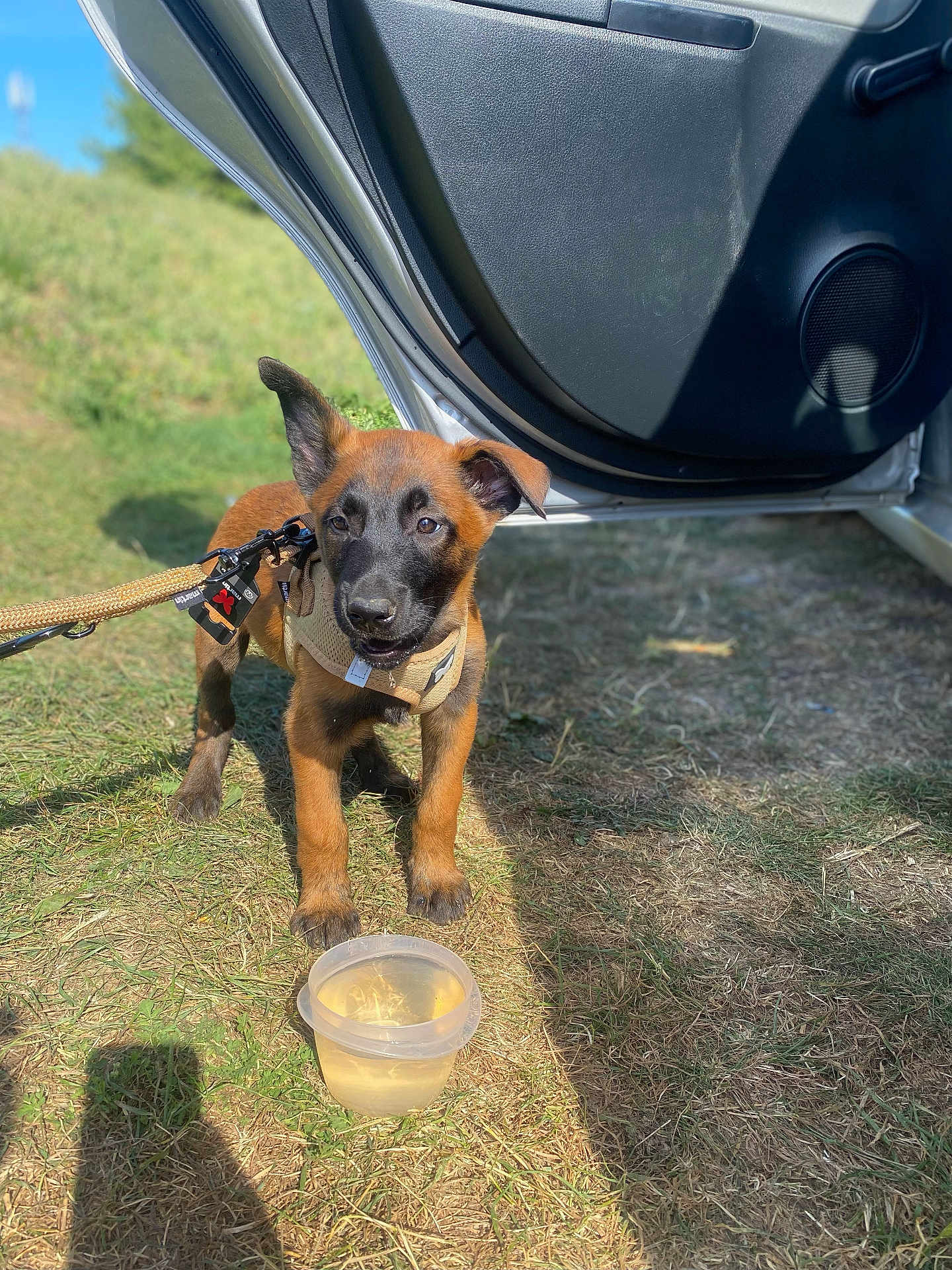 Minie participe au concours pour gagner de l'argent avec cette photo : puppy, dog, grass, leash, harness, car_door, outdoor, sunlight, water_container, animal, pet, brown_coat, black_face, canine, young_dog, shadow, nature, daytime, open_car, curious