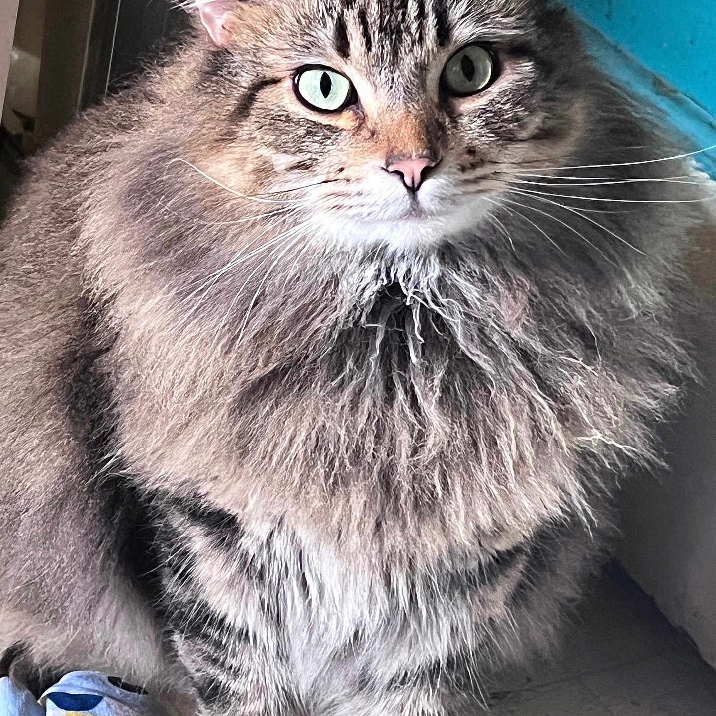 Ocy is registered to the contest to win money with this photo: animal, blue_wall, calm, cat, closeup, cute, domestic_cat, fabric, feline, floor, fluffy_fur, fur_texture, green_eyes, indoor, pet, portrait, sitting, tabby, toy, whiskers