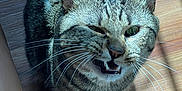 Seven is registered to the contest to win money with this photo: cat, tabby, pet, animal, meowing, whiskers, ears, fur, wooden_floor, sunlight, shadow, indoor, cute, close_up, feline, domestic_animal, playful, expression, looking_up, sitting