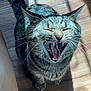 cat, tabby, pet, animal, feline, whiskers, teeth, tongue, mouth_open, yawning, indoor, wooden_floor, sunlight, shadow, fur, close_up, cute, domestic_cat, striped, ears