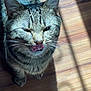 Seven is registered to the contest to win money with this photo: cat, tabby, tongue_out, licking, pet, indoor, sunlight, shadow, wooden_floor, whiskers, ears, fur, close_up, animal, cute, feline, striped, domestic_cat, playful, mischievous