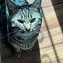 Seven is registered to the contest to win money with this photo: cat, tabby_cat, pet, animal, feline, whiskers, ears, floor, wooden_floor, sunlight, shadow, indoor, close_up, looking_up, domestic_animal, fur, mammal, cute, sitting, eyes