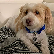 Bentley joined the competition — help win amazing prizes! blanket, bow_tie, brown, collar, couch, cozy, cute, dog, domestic_animal, face, fluffy, fur, indoor, knitted, lying_down, paw, pet, relaxed, small_dog, white