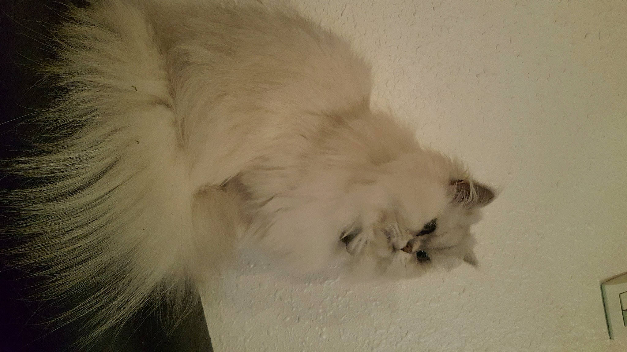 Vanille participe au concours pour gagner de l'argent avec cette photo : british_longhair, canidae, carnivore, cat, claw, comfort, dog_breed, eye, fawn, felidae, fur, paw, ragdoll, sand, small_to_medium_sized_cats, tail, terrestrial_animal, whiskers