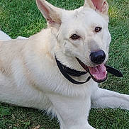 Doughboy is registered to the contest to win money with this photo: dog, white_dog, pet, animal, portrait, lying_down, grass, outdoors, garden, large_ears, pointed_ears, open_mouth, tongue, happy, friendly, collar, black_collar, fur, canine, close_up