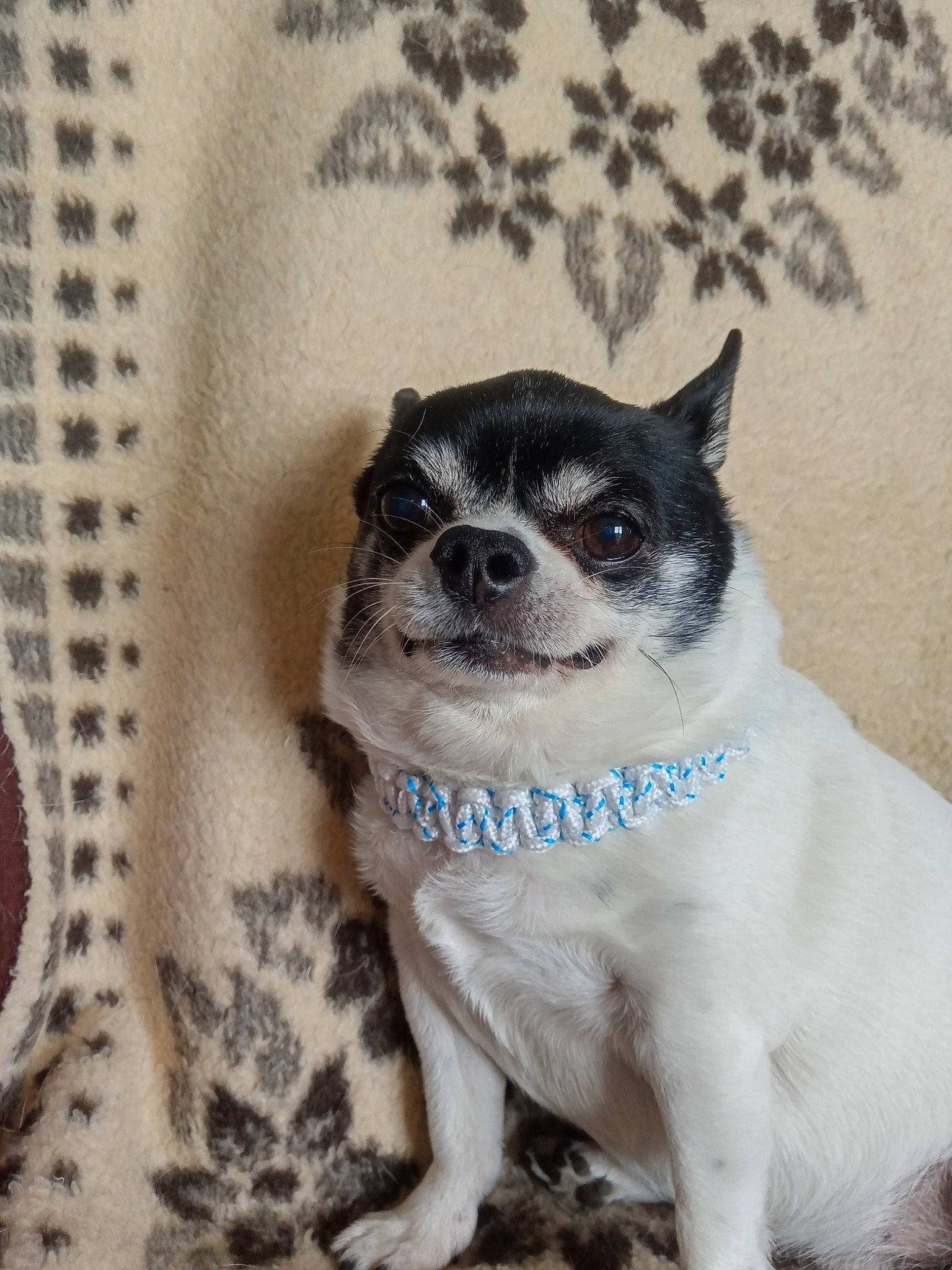 Tomy participe au concours pour gagner de l'argent avec cette photo : canidae, carnivore, collar, companion_dog, dog, dog_breed, dog_supply, fawn, fur, linens, non_sporting_group, pattern, paw, puppy, snout, sporting_group, terrestrial_animal, toy_dog, whiskers, working_animal