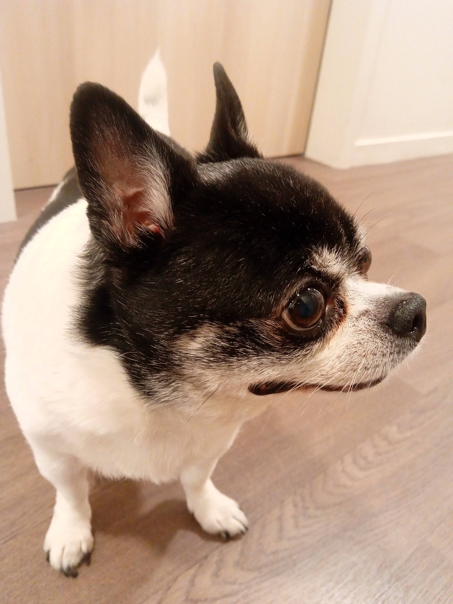 Tomy participe au concours pour gagner de l'argent avec cette photo : art, canidae, carnivore, companion_dog, dog_breed, ear, eye, felidae, fur, grey, human_body, non_sporting_group, small_to_medium_sized_cats, snout, sporting_group, tail, terrestrial_animal, whiskers, wood, working_animal