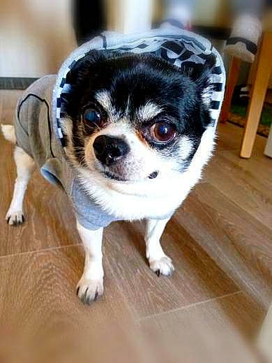 Tomy participe au concours pour gagner de l'argent avec cette photo : canidae, carnivore, companion_dog, dog, dog_breed, fawn, flooring, fur, hardwood, non_sporting_group, puppy, snout, sporting_group, stairs, tail, terrestrial_animal, toy_dog, whiskers, wood, working_animal