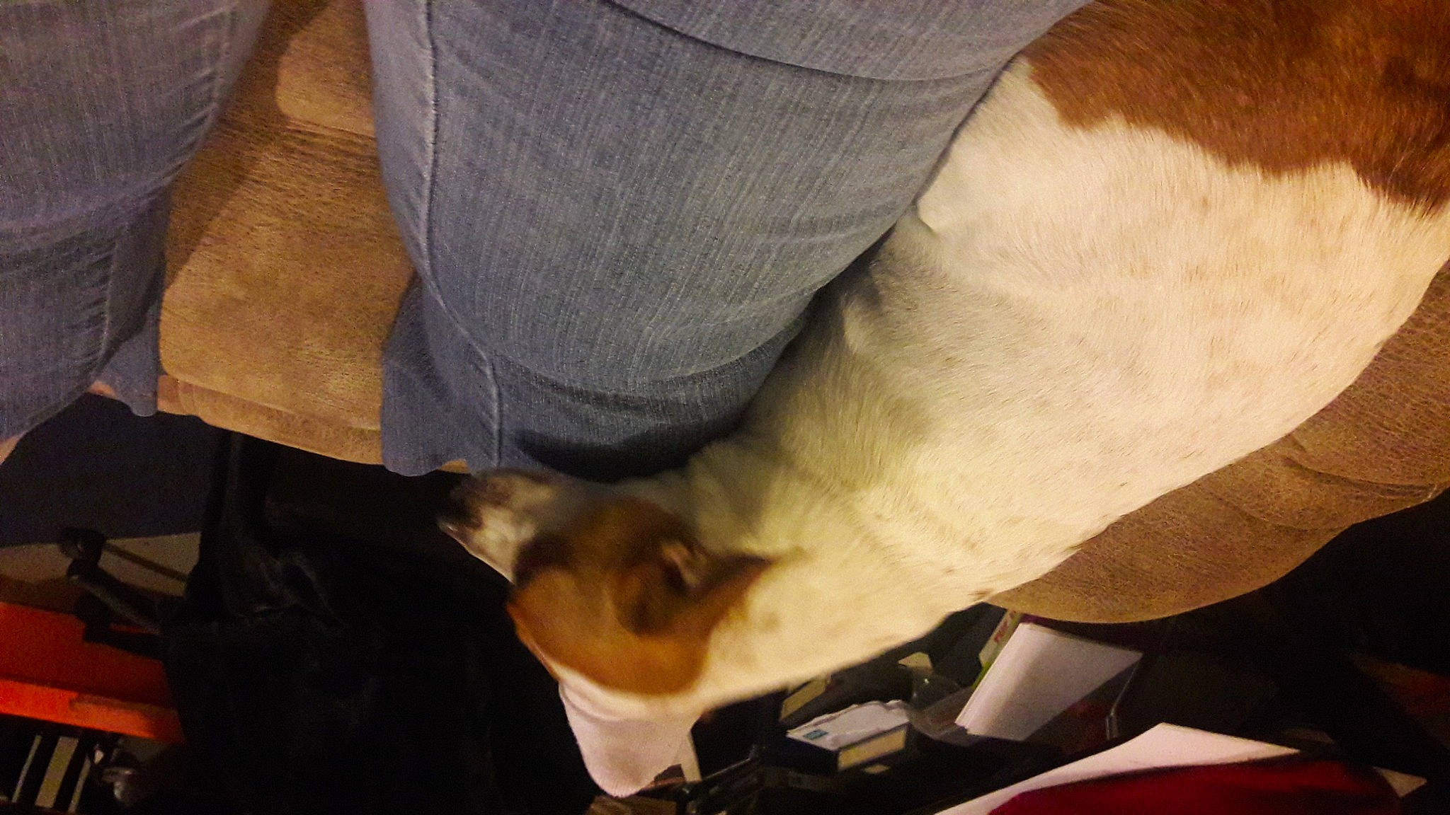 Peanut joined the competition — help win amazing prizes! ankle, comfort, denim, dog, dog_breed, elbow, felidae, flooring, foot, fur, gesture, human_leg, knee, nail, sporting_group, tail, thigh, wood, wrist