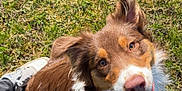 Alma a rejoint le concours — aidez-le/la à gagner de superbes lots ! dog, brown_dog, white_fur, tongue_out, grass, outdoor, sunlight, pet, canine, happy, looking_up, ears_up, playful, animal, nature, fur, muzzle, closeup, tongue, feet