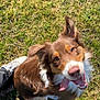 dog, brown_dog, white_fur, tongue_out, grass, outdoor, sunlight, pet, canine, happy, looking_up, ears_up, playful, animal, nature, fur, muzzle, closeup, tongue, feet