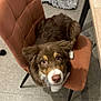 Alma a rejoint le concours — aidez-le/la à gagner de superbes lots ! dog, brown, white, chair, indoor, floor, carpet, looking_up, pet, fur, cute, animal, canine, curious, seated, snout, ears, eyes, cozy, home