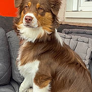 Alma a rejoint le concours — aidez-le/la à gagner de superbes lots ! dog, brown_and_white, sitting, cushion, sofa, outdoor, pet, calm, fluffy, fur, window, door, orange_door, wall, relaxed, portrait, domestic_animal, furniture, canine, companion