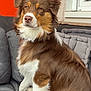 dog, brown_and_white, sitting, cushion, sofa, outdoor, pet, calm, fluffy, fur, window, door, orange_door, wall, relaxed, portrait, domestic_animal, furniture, canine, companion