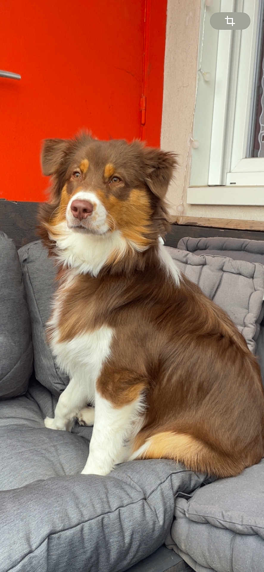 Alma a rejoint le concours — aidez-le/la à gagner de superbes lots ! dog, brown_and_white, sitting, cushion, sofa, outdoor, pet, calm, fluffy, fur, window, door, orange_door, wall, relaxed, portrait, domestic_animal, furniture, canine, companion
