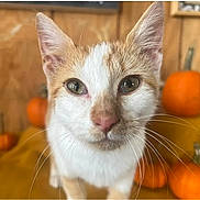 Mango is registered to the contest to win money with this photo: cat, ginger_cat, white_cat, close_up, animal, pet, whiskers, ears, eyes, nose, pumpkins, autumn, fall, orange, brown, wooden_background, cute, curious, indoor, portrait