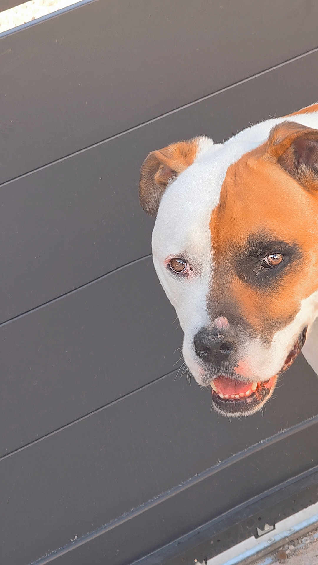 Massaï participe au concours pour gagner de l'argent avec cette photo : alert, animal, background, brown, canine, closeup, cute, dog, ears, expression, face, fence, friendly, looking, mouth, outdoor, pet, portrait, teeth, white