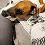 Massaï participe au concours pour gagner de l'argent avec cette photo : bag, blanket, brown_and_white, casual, close_up, comfort, cozy, dog, ear, fabric, fur, furniture, home, indoor, leg, pattern, pet, relaxation, resting, snout