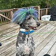 Sherman joined the competition — help win amazing prizes! dog, poodle, dyed_hair, colorful, blue_green, collar, deck, wooden_deck, outdoor, trees, foliage, pet, sitting, portrait, canine, groomed, fur, nose, mouth, summer