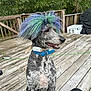 dog, poodle, dyed_hair, colorful, blue_green, collar, deck, wooden_deck, outdoor, trees, foliage, pet, sitting, portrait, canine, groomed, fur, nose, mouth, summer