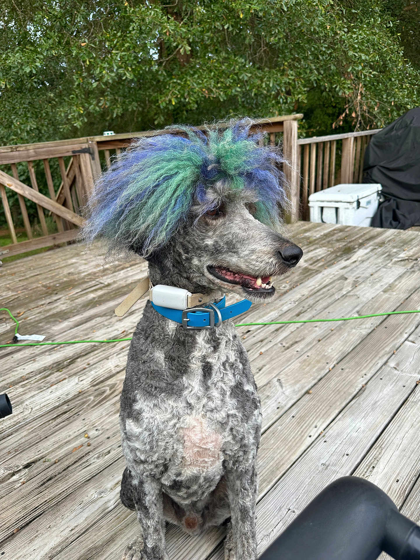 Sherman joined the competition — help win amazing prizes! dog, poodle, dyed_hair, colorful, blue_green, collar, deck, wooden_deck, outdoor, trees, foliage, pet, sitting, portrait, canine, groomed, fur, nose, mouth, summer