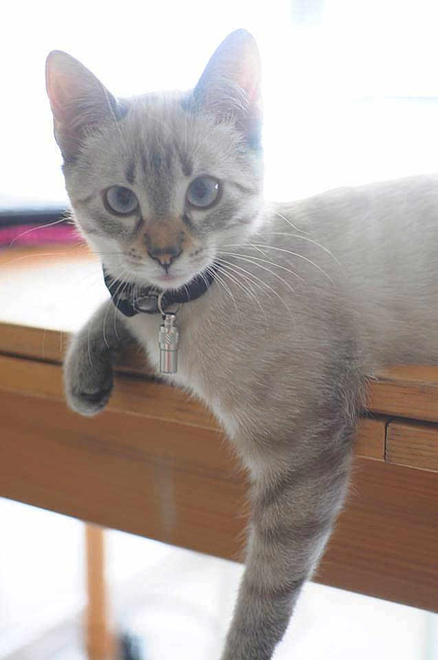 Milo