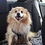 dog, fluffy, smiling, car_interior, blanket, seat, harness, happy, pet, animal, backseat, window, fur, sitting, leash, daylight, domestic_animal, companion, cute, friendly