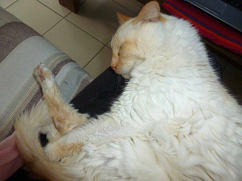 Mimi
