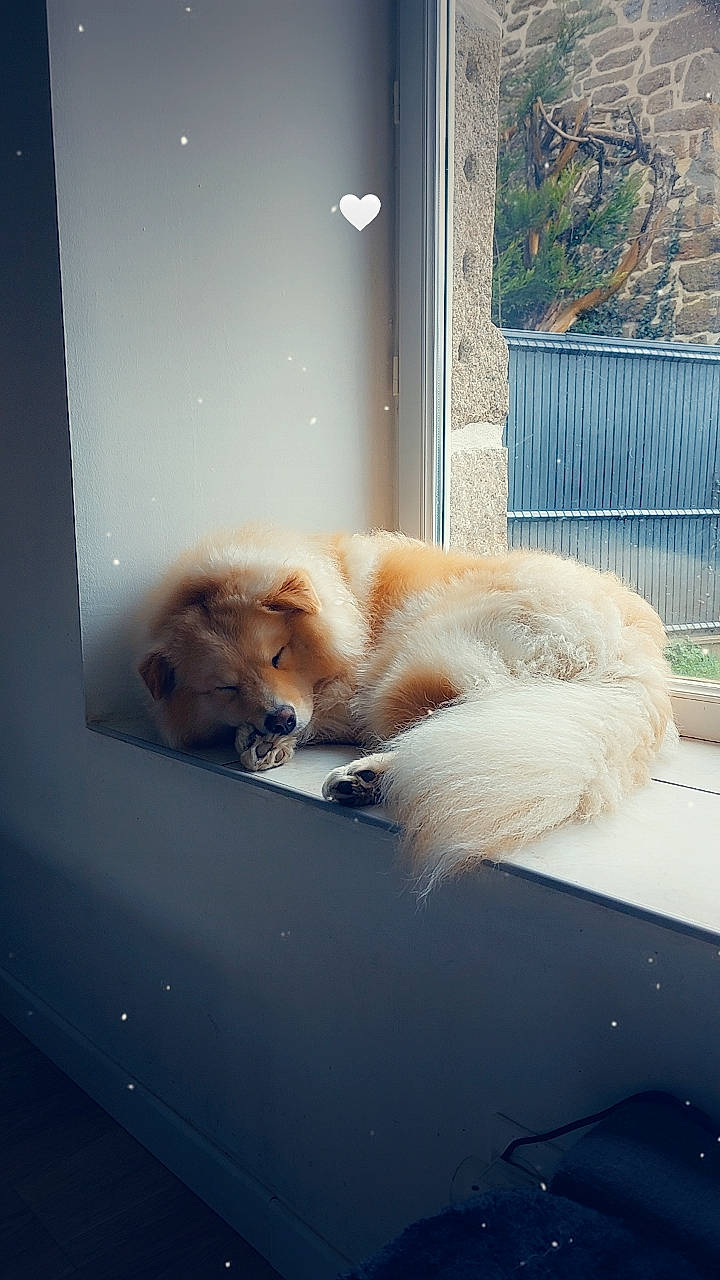 Topaze a rejoint le concours — aidez-le/la à gagner de superbes lots ! canidae, carnivore, cat, comfort, companion_dog, dog_breed, door, fawn, felidae, fur, glass, plant, small_to_medium_sized_cats, snout, sporting_group, tail, tints_and_shades, whiskers, window, windshield