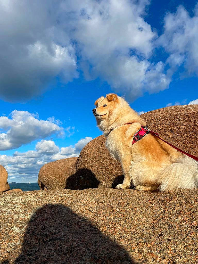 Topaze participe au concours pour gagner de l'argent avec cette photo : adventure, bedrock, carnivore, cloud, collar, companion_dog, cumulus, dog, dog_breed, hill, horizon, landscape, leash, mountain, mountainous_landforms, plateau, rock, sand, sky, soil