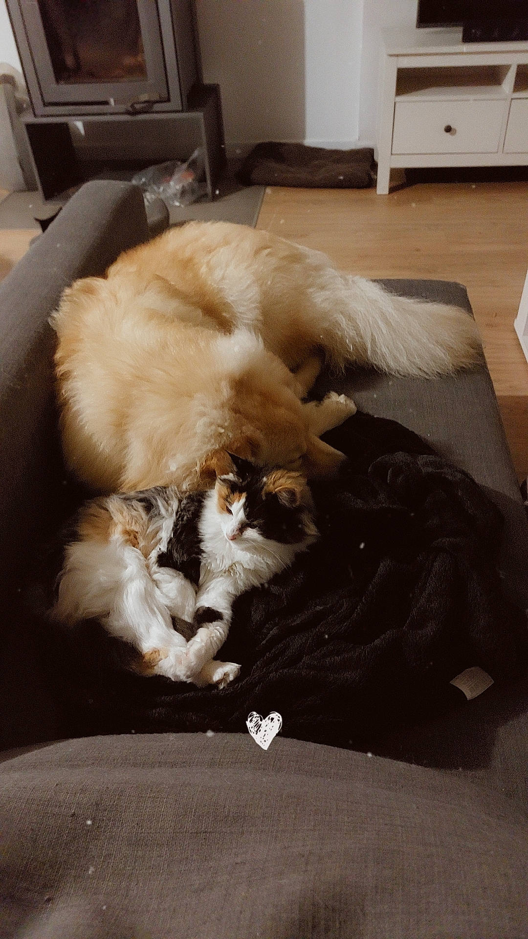 Topaze participe au concours pour gagner de l'argent avec cette photo : box, canidae, carnivore, cat, comfort, companion_dog, couch, dog_breed, felidae, flooring, fur, hardwood, living_room, nap, room, small_to_medium_sized_cats, sporting_group, tail, whiskers, wood