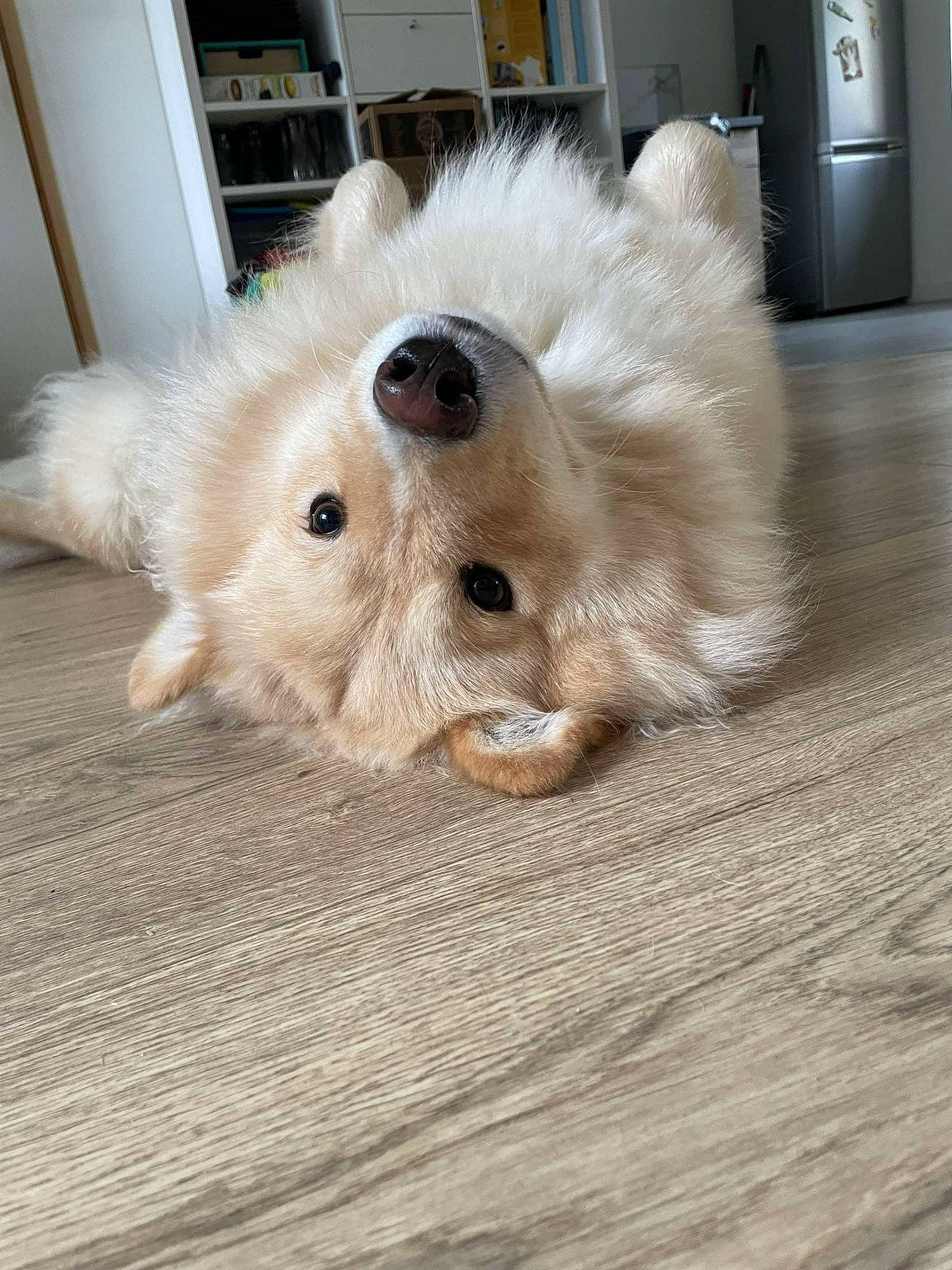 Topaze participe au concours pour gagner de l'argent avec cette photo : canidae, carnivore, companion_dog, dog, dog_breed, dog_supply, fawn, flooring, fur, hardwood, home_appliance, paw, snout, sporting_group, tail, toy_dog, volpino_italiano, whiskers, wood, working_animal