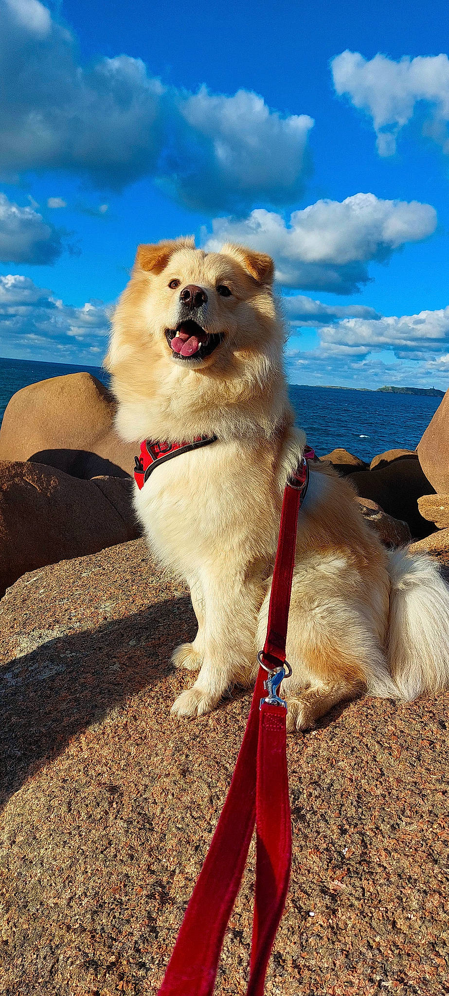 Topaze a rejoint le concours — aidez-le/la à gagner de superbes lots ! blue, carnivore, cloud, collar, companion_dog, cumulus, dog, dog_breed, dog_collar, dog_supply, fawn, german_spitz, german_spitz_klein, happy, leash, pet_supply, sky, snout, spitz, sporting_group