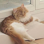 Sandra Lafarge participe au concours pour gagner de l'argent avec cette photo : cat, curious, domestic_cat, feline, fluffy, ginger_cat, glass_door, home, indoor, long_tail, lounging, pet, relaxed, resting, side_view, soft_surface, sunlight, tile_floor, white_fur, window