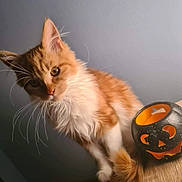 Alf a rejoint le concours — aidez-le/la à gagner de superbes lots ! cat, orange_cat, white_fur, fluffy, whiskers, curious, pet, indoor, table, candle_holder, halloween, pumpkin, decor, wood, feline, closeup, animal, cute, soft_light, gray_background