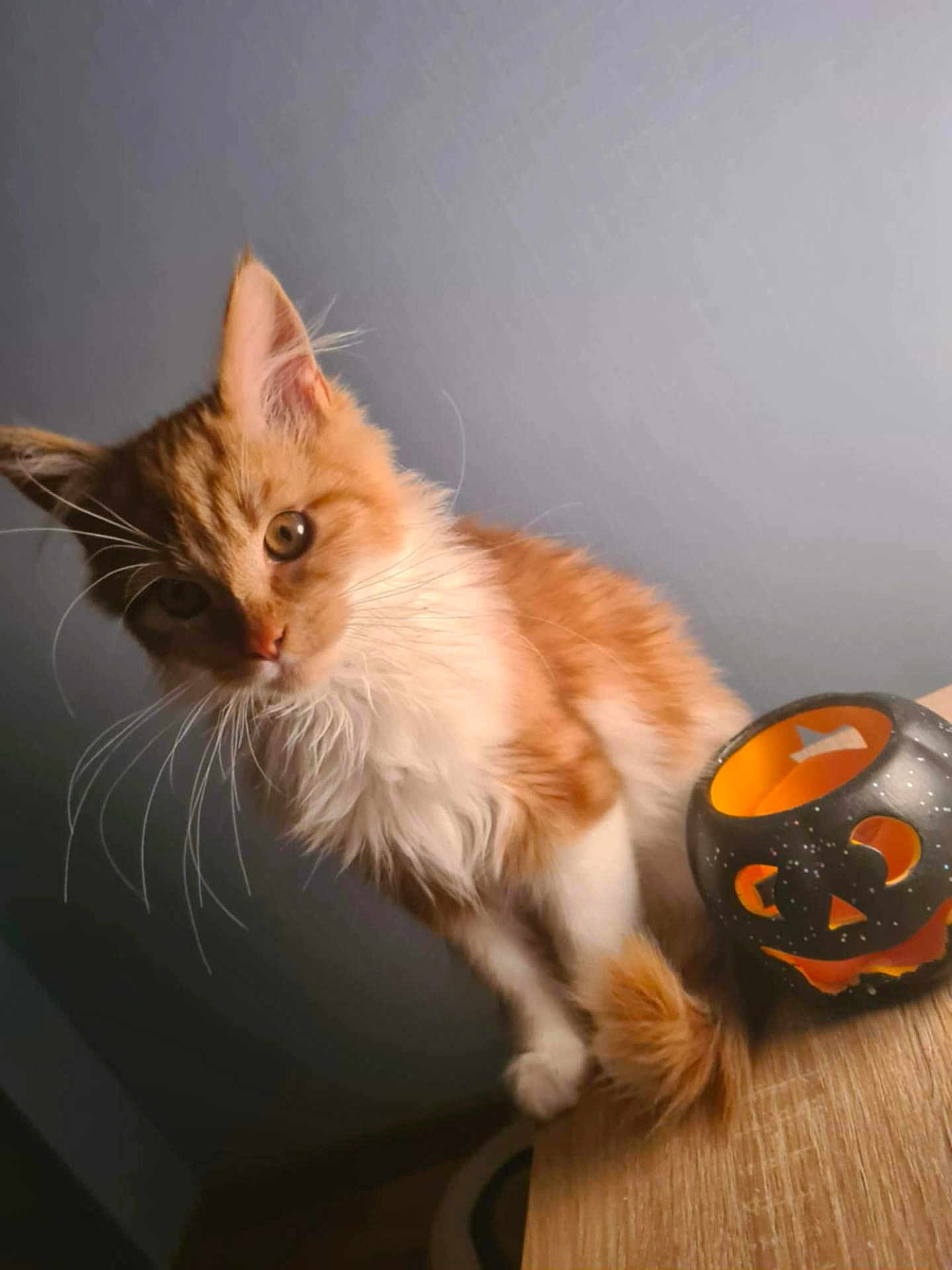 Alf a rejoint le concours — aidez-le/la à gagner de superbes lots ! cat, orange_cat, white_fur, fluffy, whiskers, curious, pet, indoor, table, candle_holder, halloween, pumpkin, decor, wood, feline, closeup, animal, cute, soft_light, gray_background