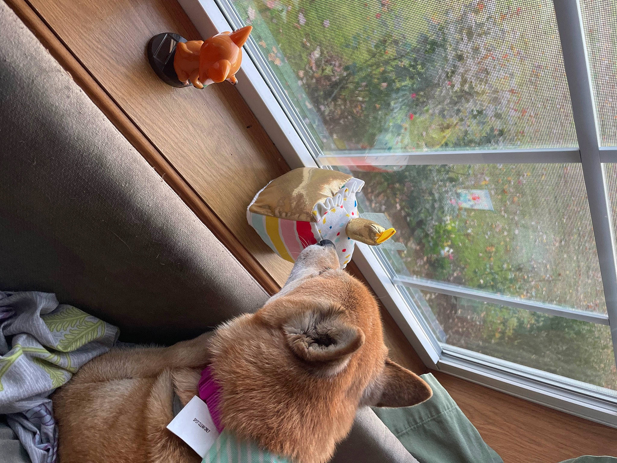 Sophia joined the competition — help win amazing prizes! carnivore, comfort, companion_dog, couch, dog, dog_breed, fawn, flowerpot, fur, glass, liver, room, selfie, sporting_group, stuffed_toy, toy, window, wood, working_animal, wrinkle