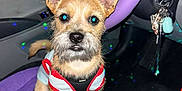 Roscoe is registered to the contest to win money with this photo: beard, car_interior, car_keys, cute, dashboard, dog, ears, fur, harness, indoor, keychain, lights, pet, puppy, purple, seat_cover, sitting, small_dog, steering_wheel, vehicle